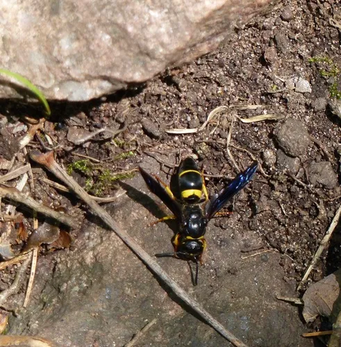 Spinola's Mason Wasp