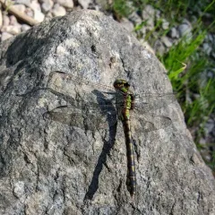 Riffle Snaketail thumbnail 4