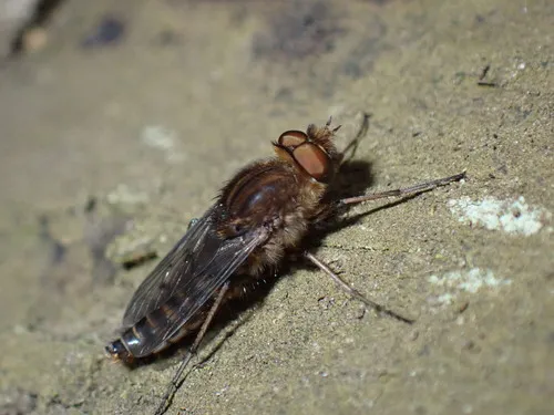 Thereva brunnea