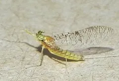 Leucrocuta thetis thumbnail 1