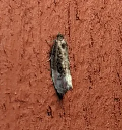 Green Budworm Moth thumbnail 2