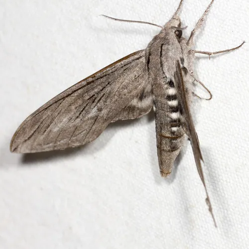 Great Ash Sphinx