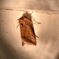 Dark-spotted Looper Moth thumbnail 2