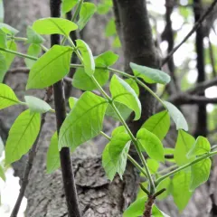 green ash thumbnail 2