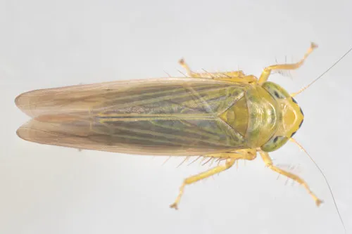 Cicadula saliens