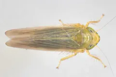 Cicadula saliens thumbnail 1