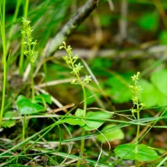 Heartleaf Twayblade thumbnail 2