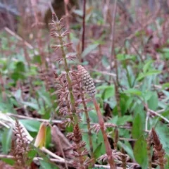 wood horsetail thumbnail 2