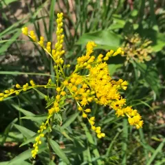 early goldenrod thumbnail 4