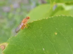 Yellow Sapeater thumbnail 2