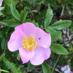 Carolina rose thumbnail 3