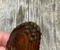 Spectacled Snail-case Caddisfly thumbnail 2