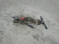 Guadalupe Fur Seal thumbnail 2