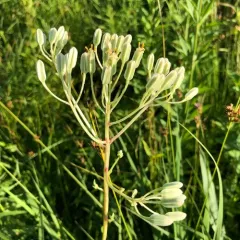 prairie Indian plantain thumbnail 3