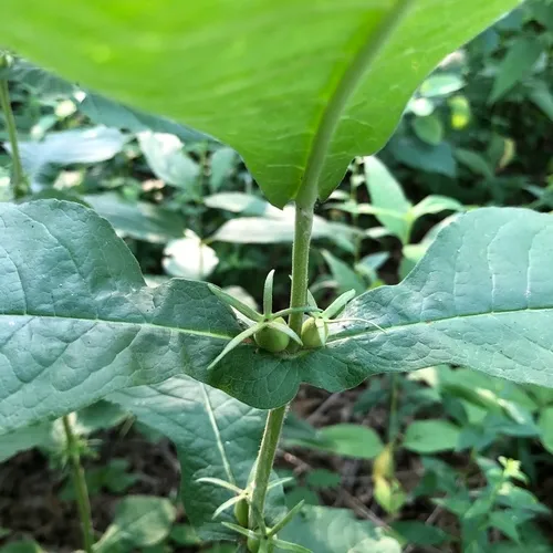 Perfoliate Tinker's-weed