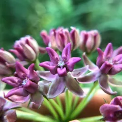 purple milkweed thumbnail 1
