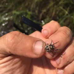 Ornamental Orbweaver thumbnail 2