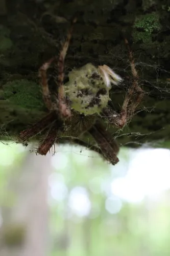 Acrodontium luzulae
