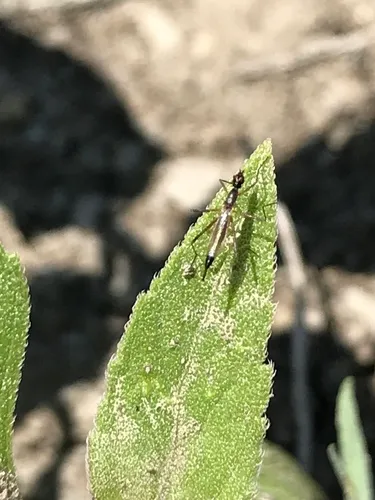 Micropeza setaventris