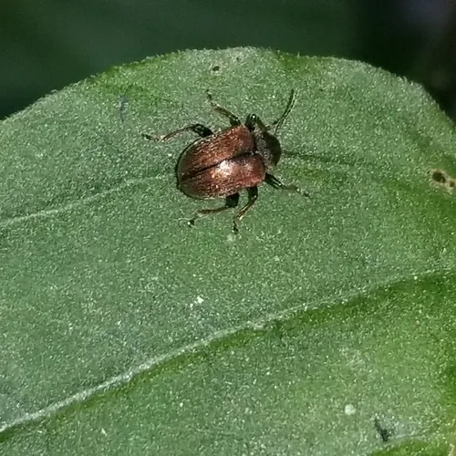 Western Grape Rootworm