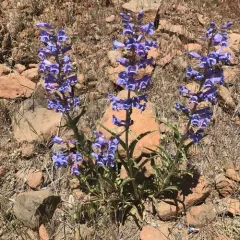 Royal Beardtongue thumbnail 2