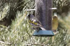 Lawrence's Goldfinch thumbnail 4