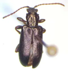 Metallic reed beetle thumbnail 1
