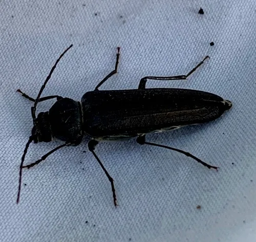 Pitted Longhorn Beetle