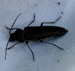 Pitted Longhorn Beetle thumbnail 1