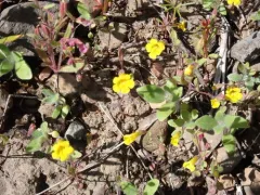 Pulsifer's Monkey-Flower thumbnail 2