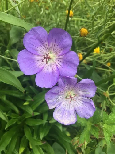 Purple-vein geranium