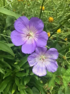 Purple-vein geranium thumbnail 1