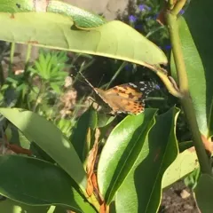 Painted Lady thumbnail 2