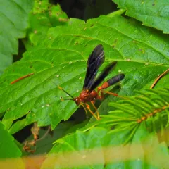Tmetogaster nubilipennis thumbnail 3