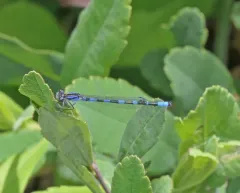 Little Bluet thumbnail 3