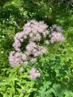 French meadow-rue thumbnail 1