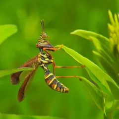 Brown Wasp Mantidfly thumbnail 1