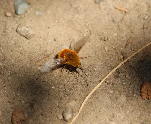 Bombylius comanche