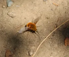 Bombylius comanche thumbnail 1