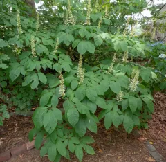 bottlebrush buckeye thumbnail 1
