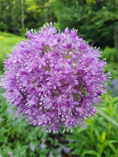 Giant Allium