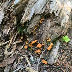 Pinewood Gingertail thumbnail 2