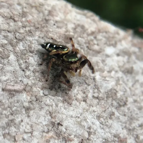 Golden Jumping Spider