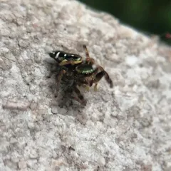 Golden Jumping Spider thumbnail 1
