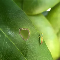 Rhododendron Leafhopper thumbnail 3