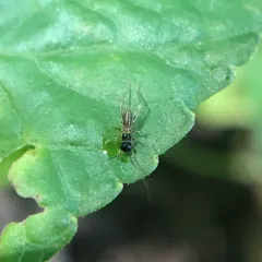 Red-headed Bush Cricket thumbnail 3