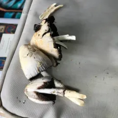 scaly ink cap thumbnail 1