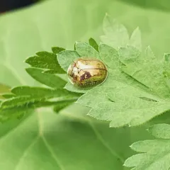 Golden Tortoise Beetle thumbnail 4