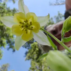 yellow columbine thumbnail 3