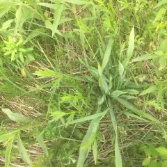 rattlesnake master thumbnail 3